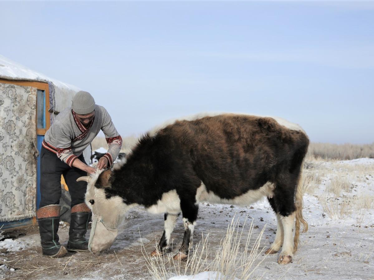 U.S. Government Provides Disaster Assistance in Response to Mongolia’s Dzud