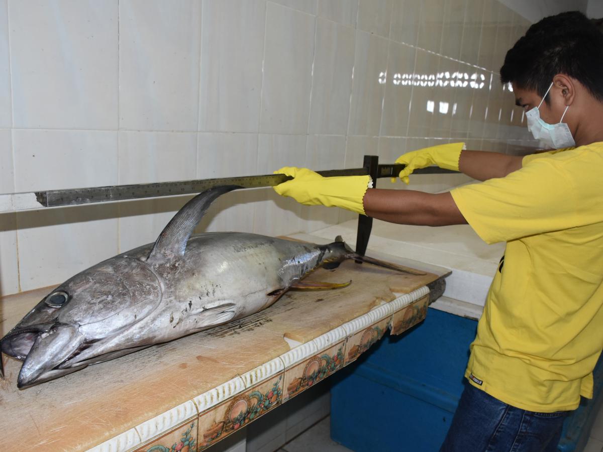 Field officers from the Indonesian Community and Fisheries Foundation (MDPI) measured the length of yellowtail tuna using calipers in Tippulue Village, Bone District, South Sulawesi Province.