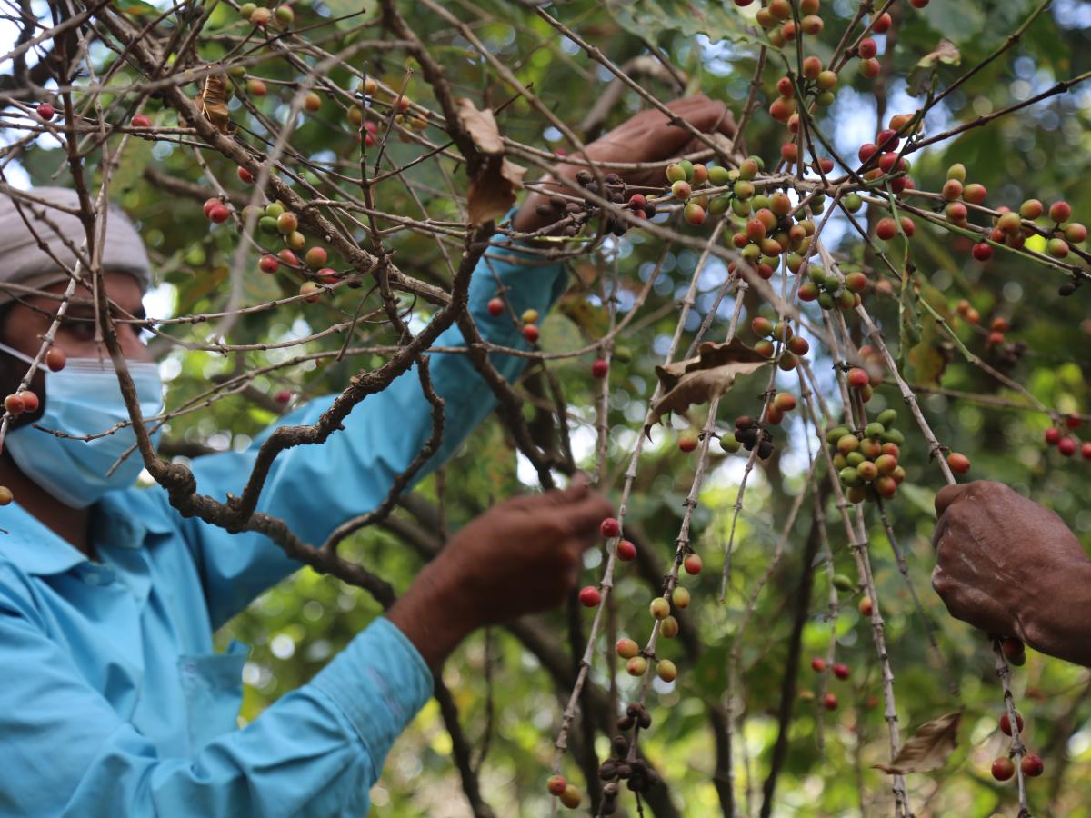 Coffee farmer harvesting from a coffee plant