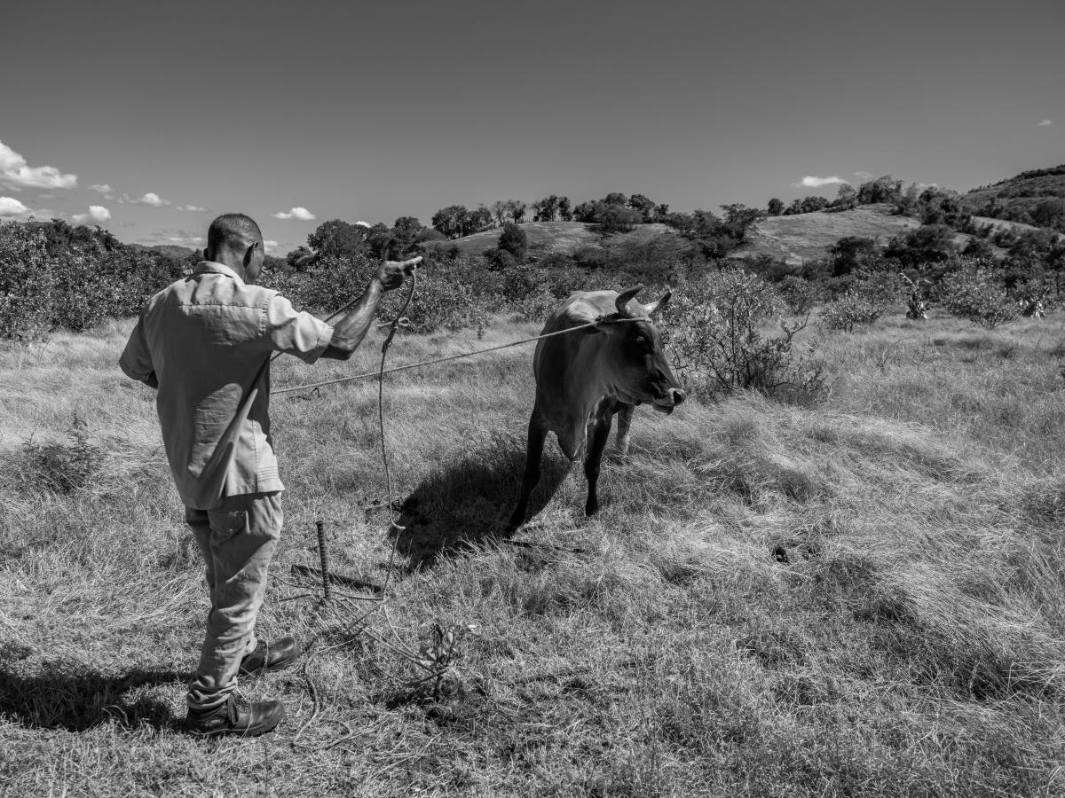 Miguel next to a bull. 