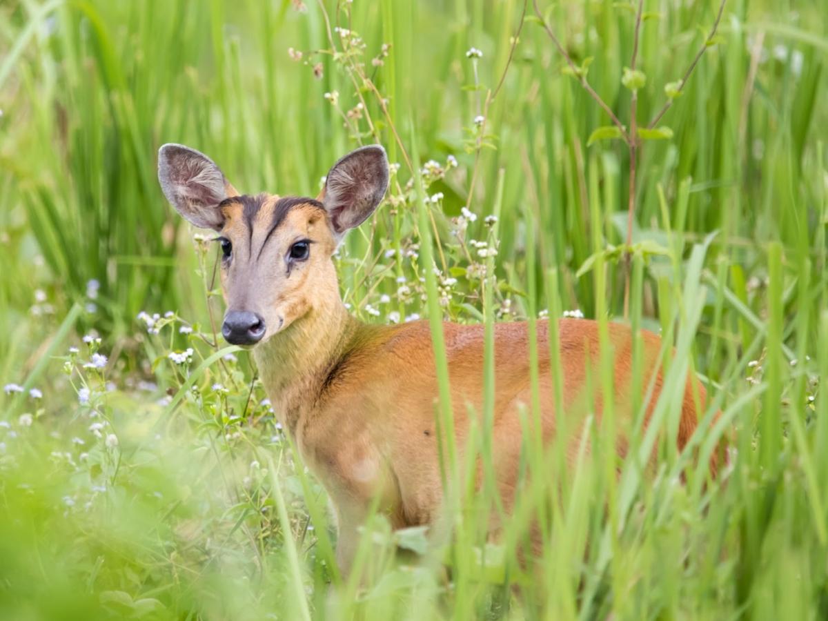 Biodiversity Conservation project