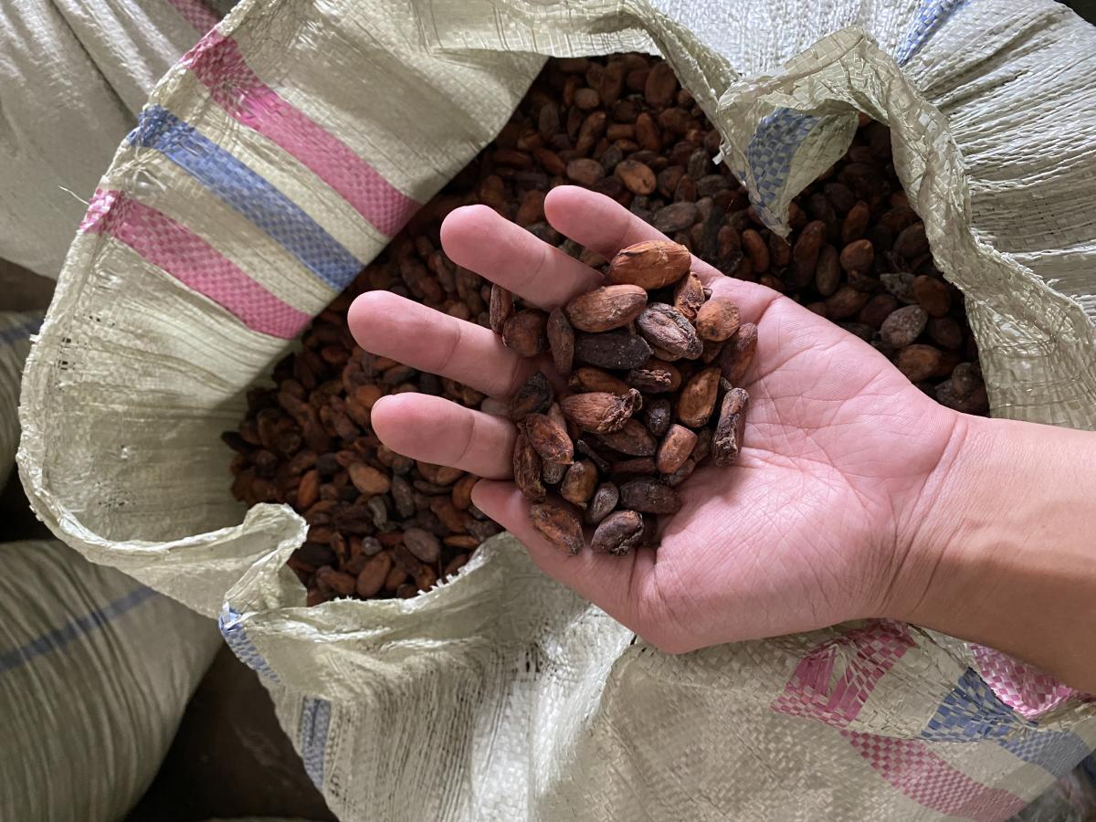 Cocoa beans