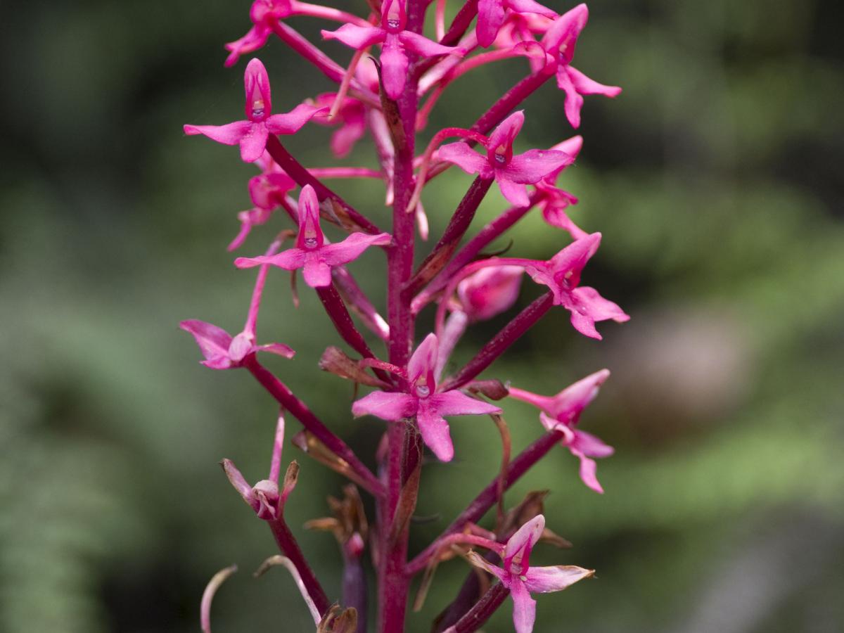 Disa eminii flower