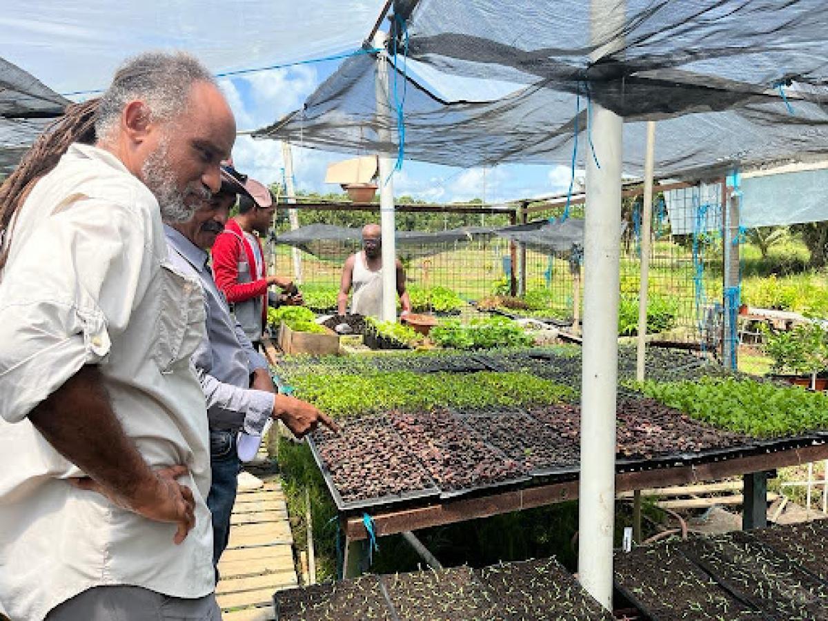 A man works in a greenhouse