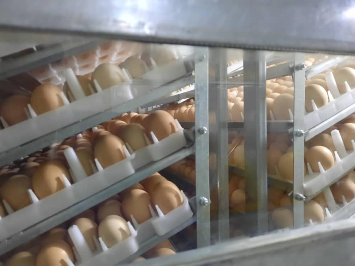 Fertilized eggs in the chick hatchery in Hasakah