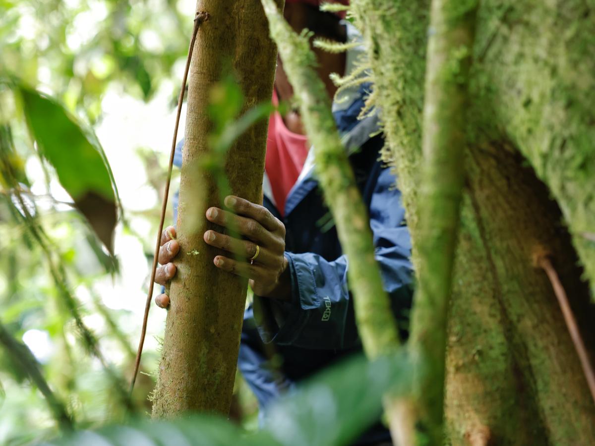 A person uses the first bird watching trail for people with disabilities was established in South America.