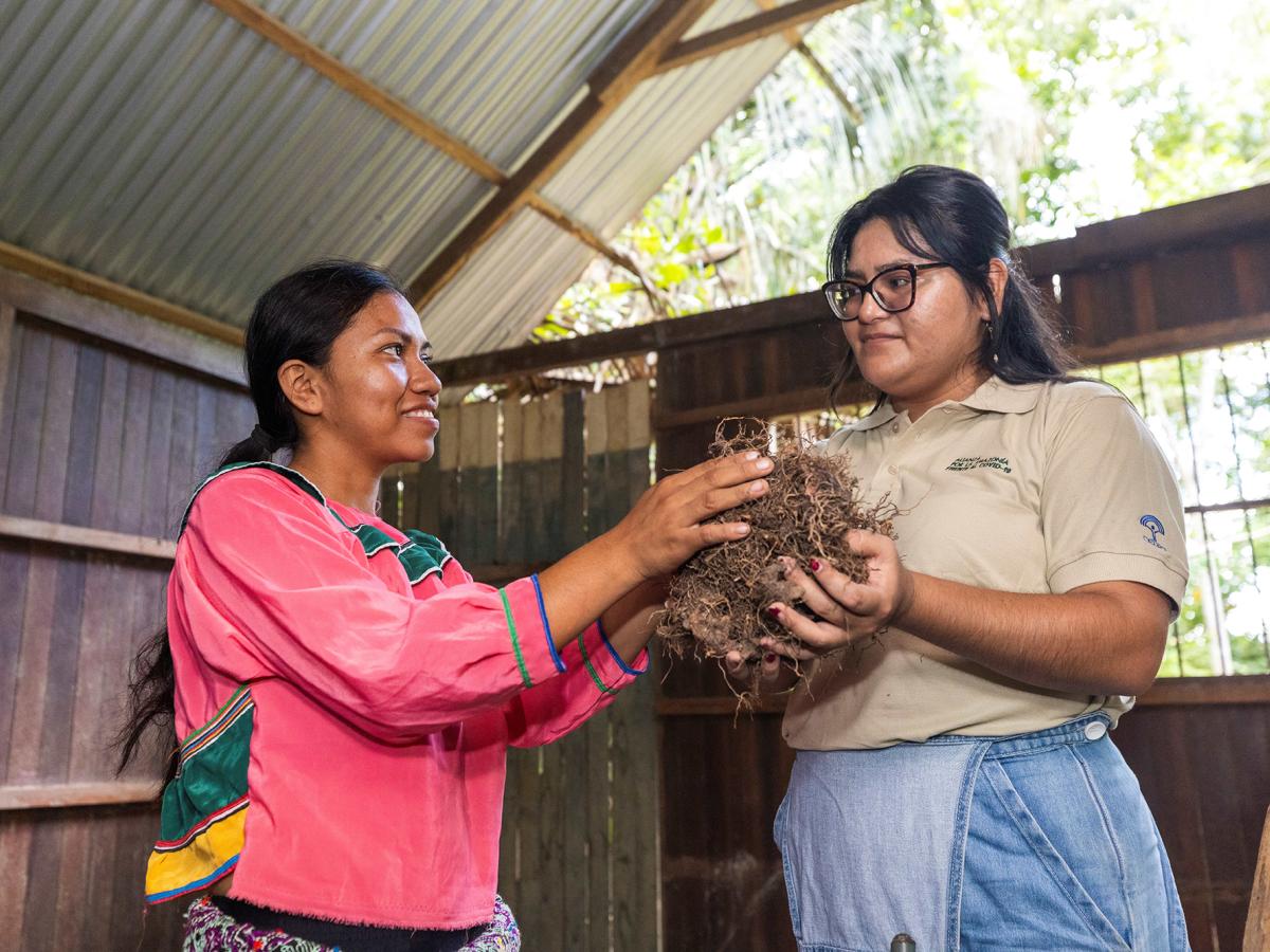 An indigenous woman and an extensionist holding some piripiri bushes