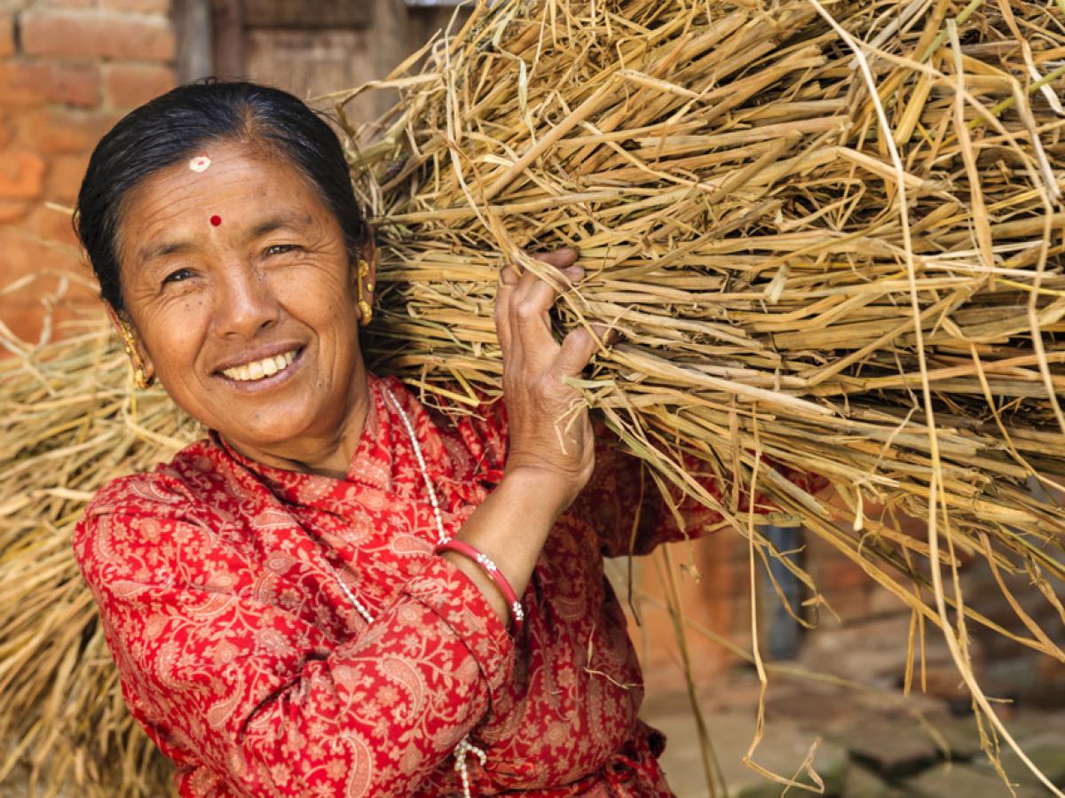 A woman carries a harvested crop on her shoulder.