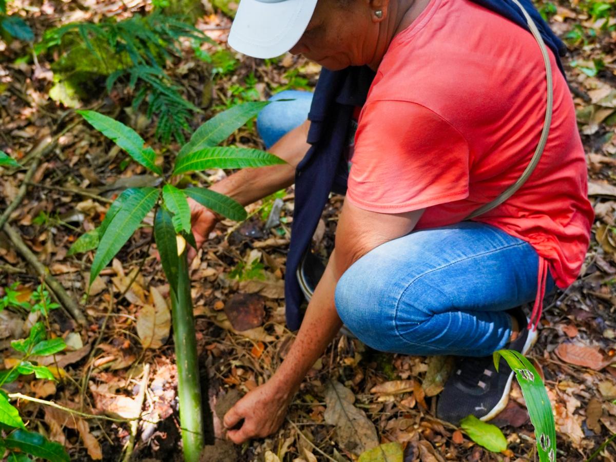 Woman planting a tree