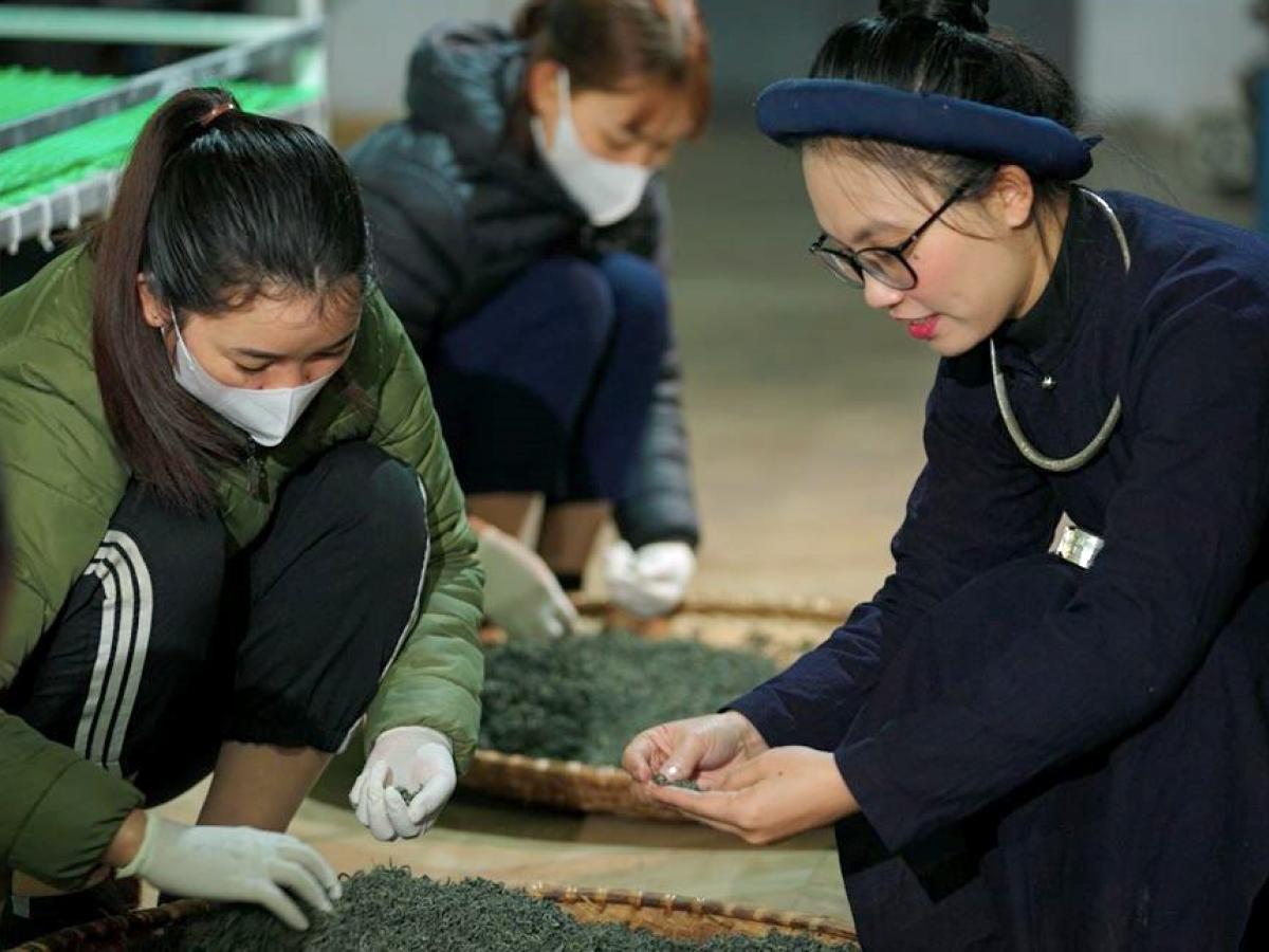 Ms. trang inspecting dry tea leaves