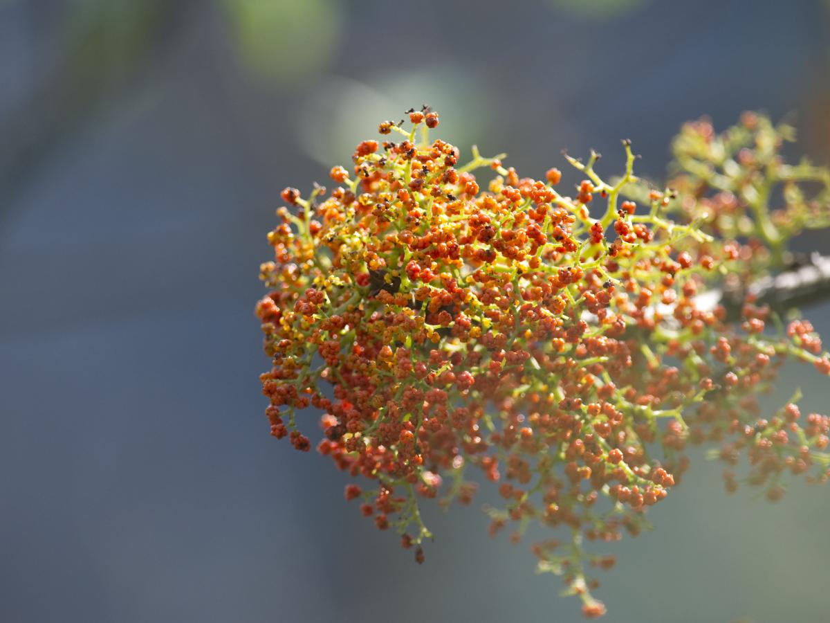 urera flower