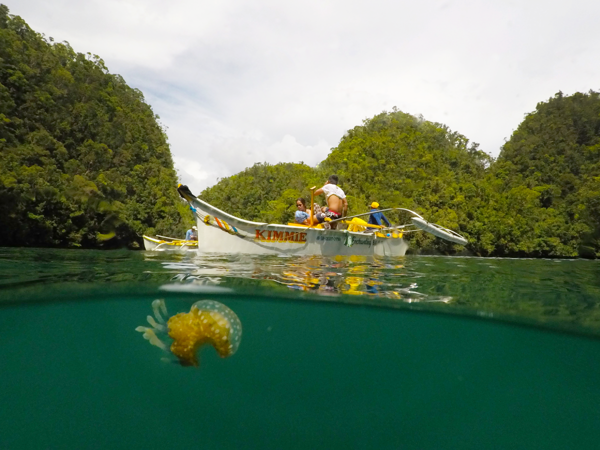 A stingless jellyfish floats on the surface water, with a boat in the background