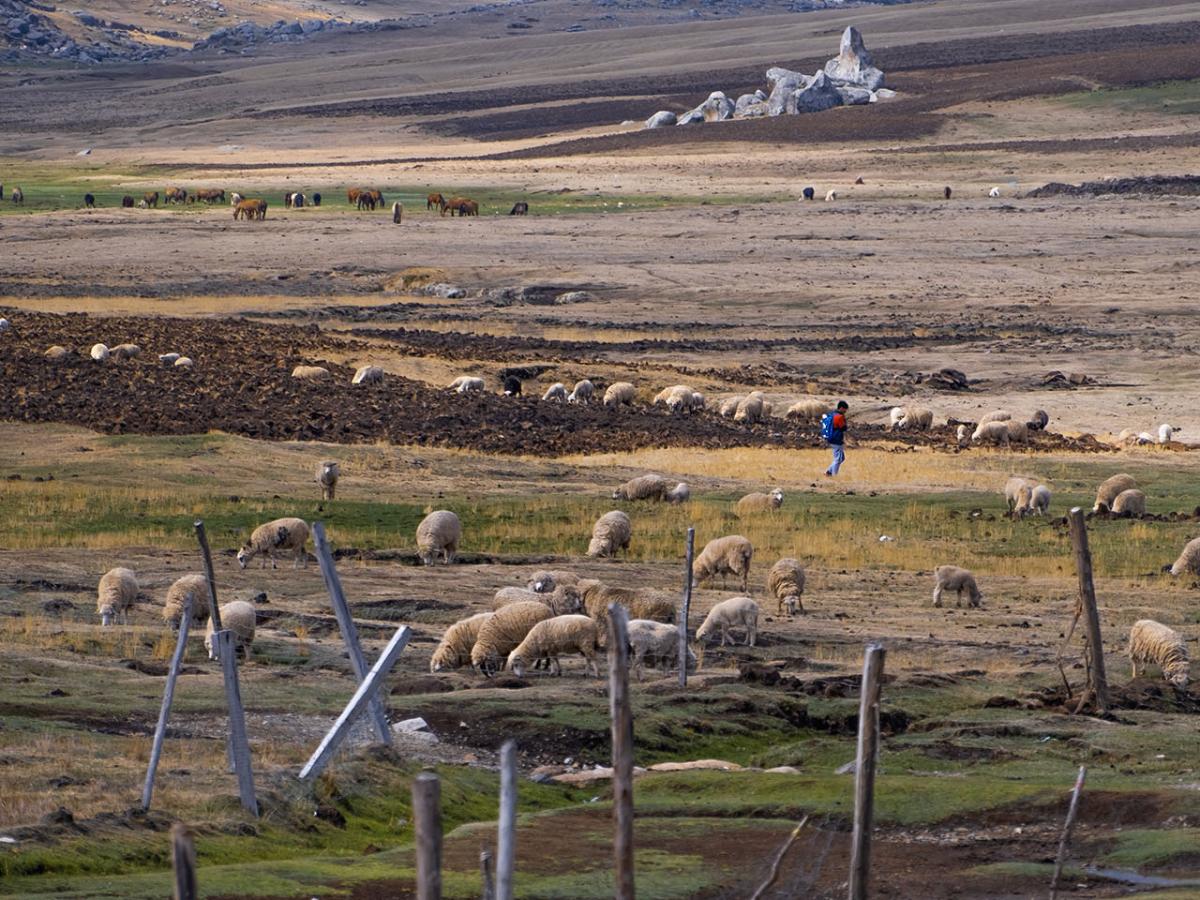 A young man from Qquello walking through a field full of sheeps and horses