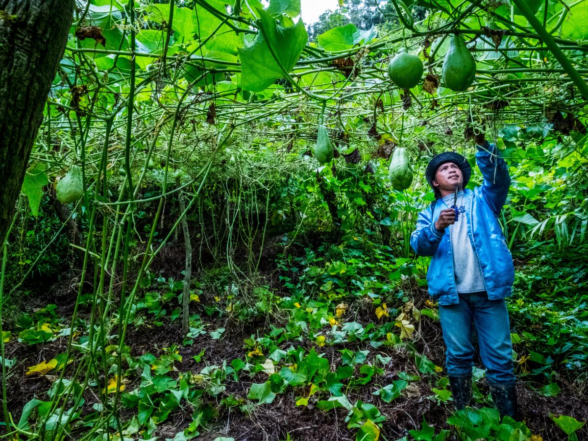 A man reaching for fruit on a tree