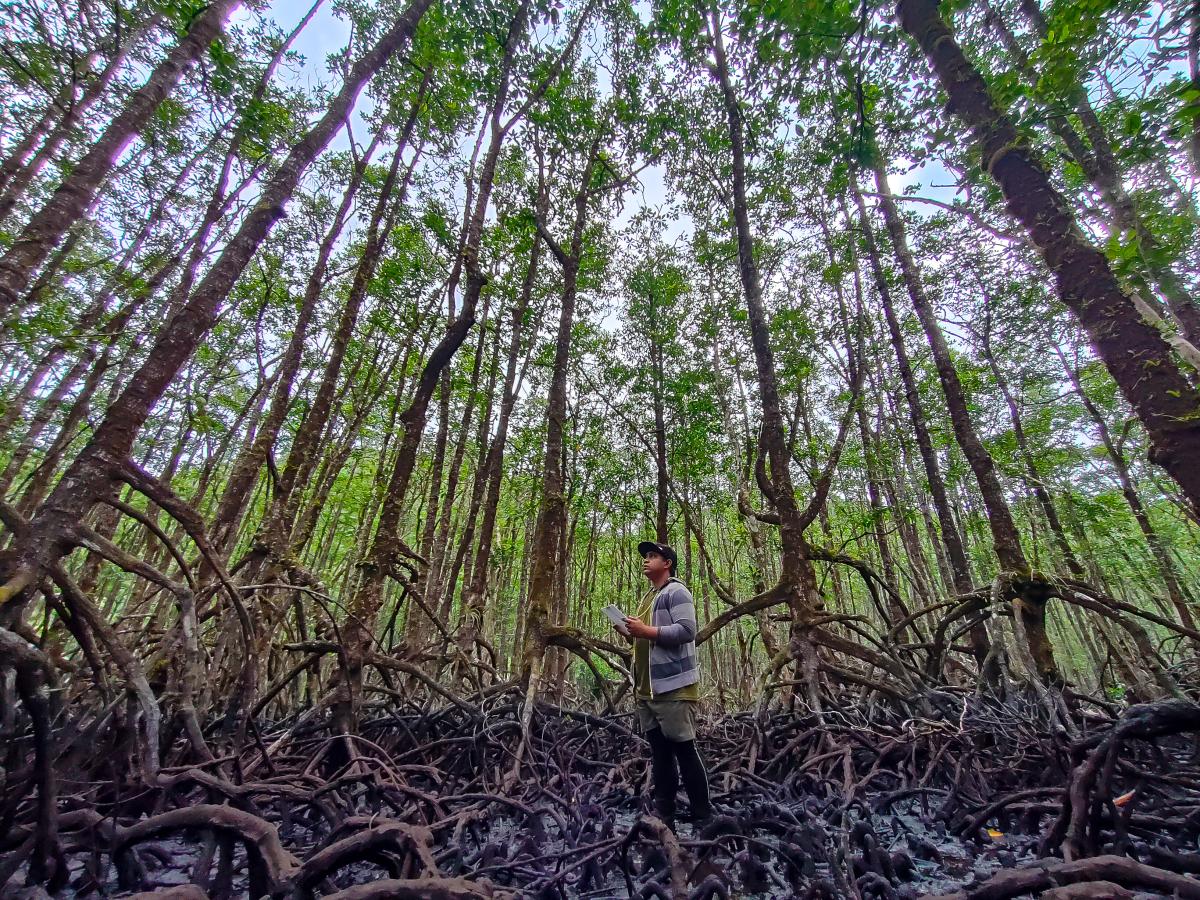 A man stands among towering trees in a mangrove forest