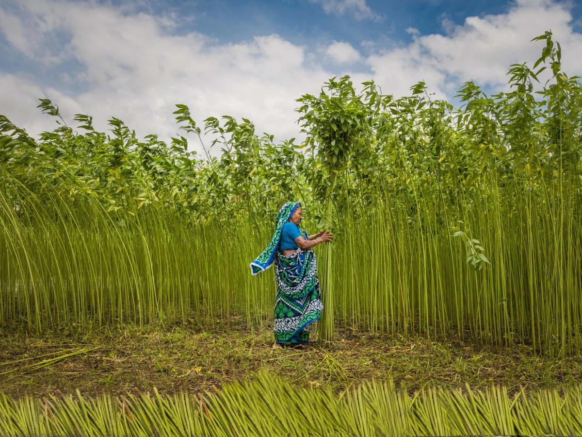 Jute cultivation, June 2020