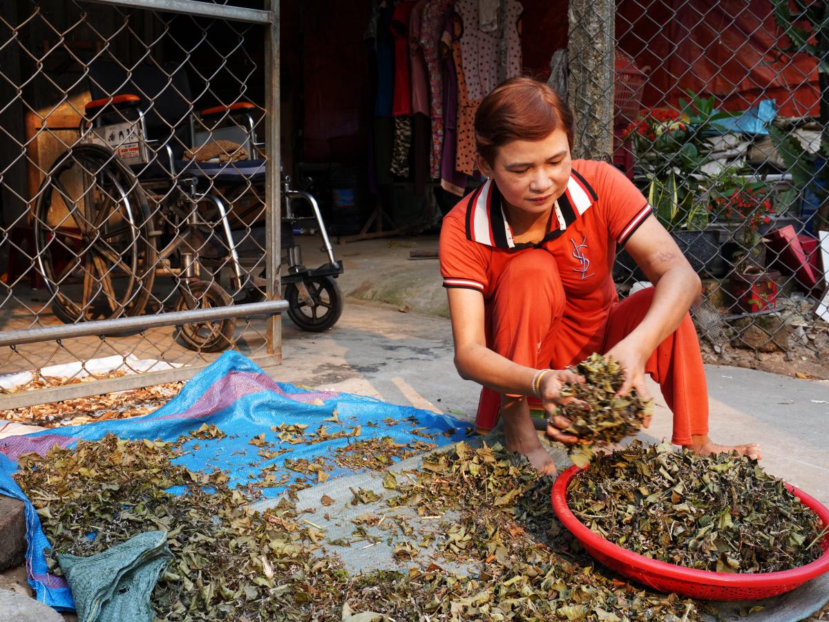 Mrs. Loa collecting herbs she is drying for personal use and to sell.