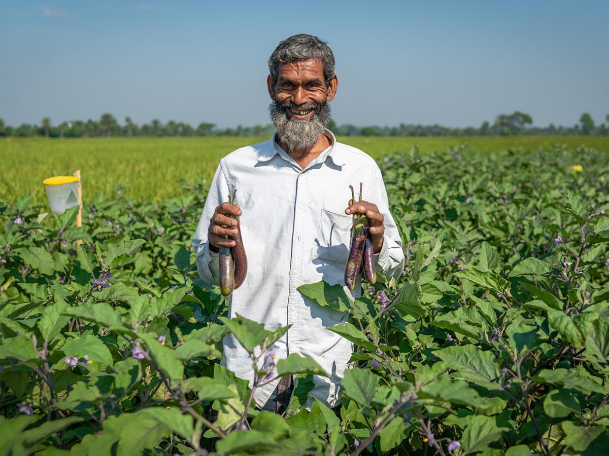 Eggplant farmer in Bangladesh uses climate-smart cultivation techniques.