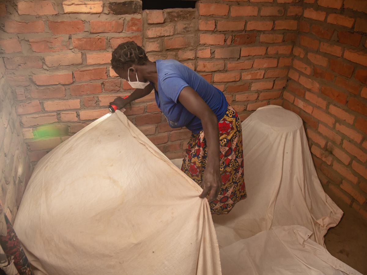 Eless spreads white linen on the ground before using anti-insect spray to collect fallen mosquitos. 