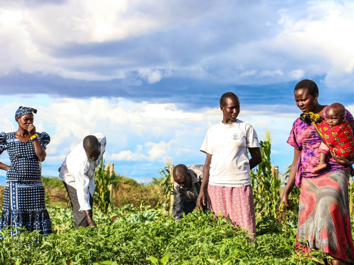 People harvest crops in a field