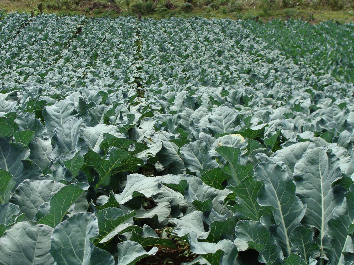  USAID/Brazil works in close collaboration with the Brazilian Government to support research on agriculture and food security. 