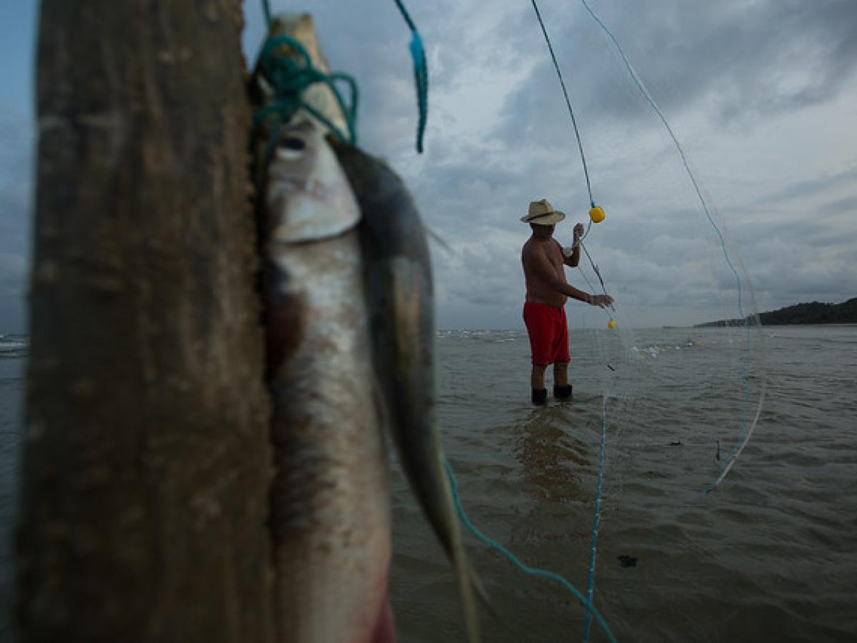 USAID/Brazil, in collaboration with NGOs and Government entities, supports the elaboration and implementation of management plans in Protected Areas, such as the Soure Extractive Reserve in the northern state of Pará. 