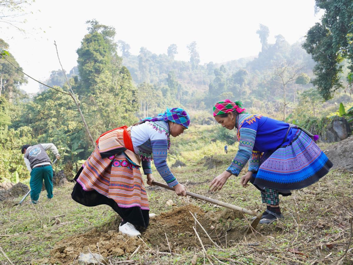 Sustainable Forest Management Project