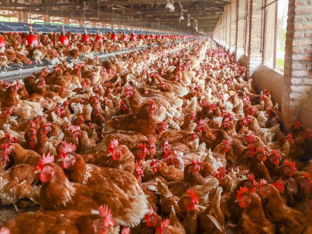 Thousands of chickens from ABUSOL Ltd, prepared and ready for distribution to farmers.