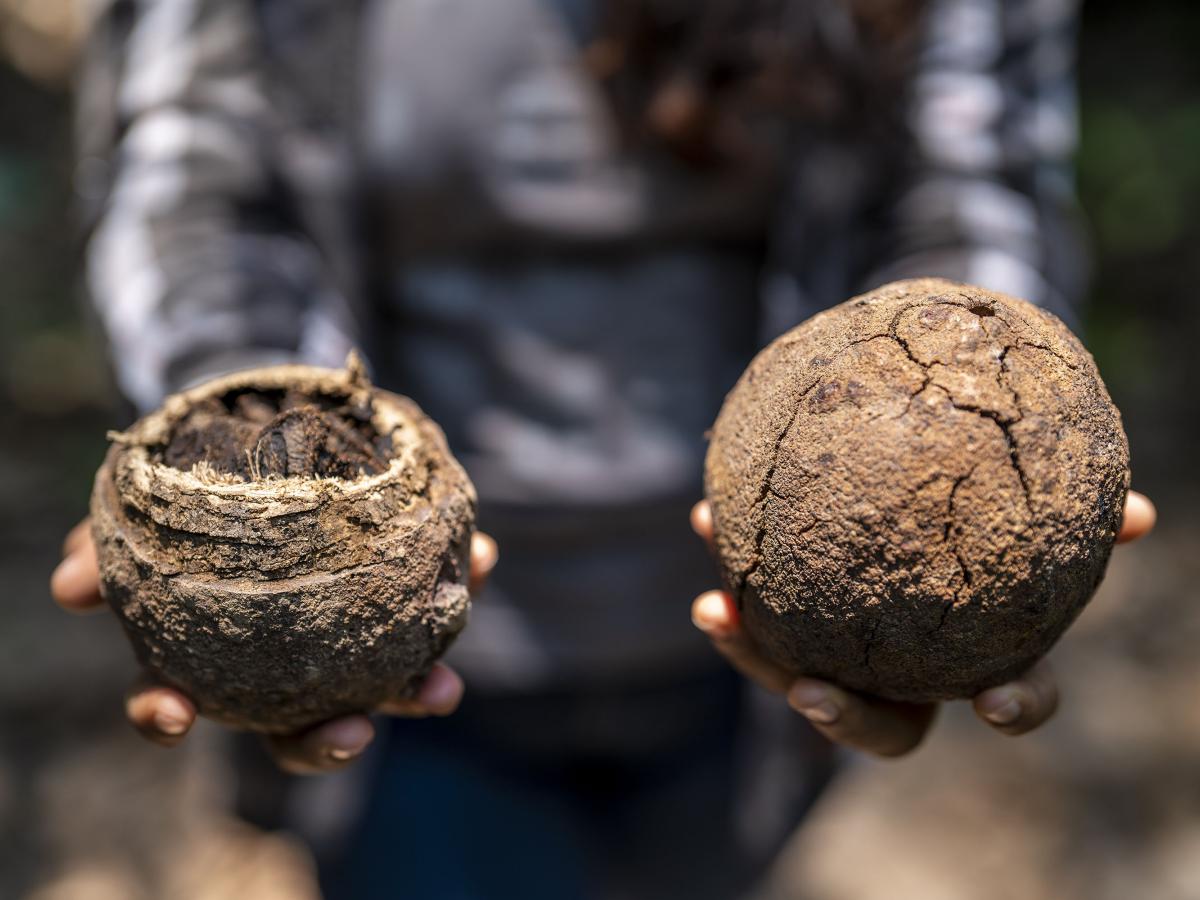 A woman holding one Brazil Nut on each hand