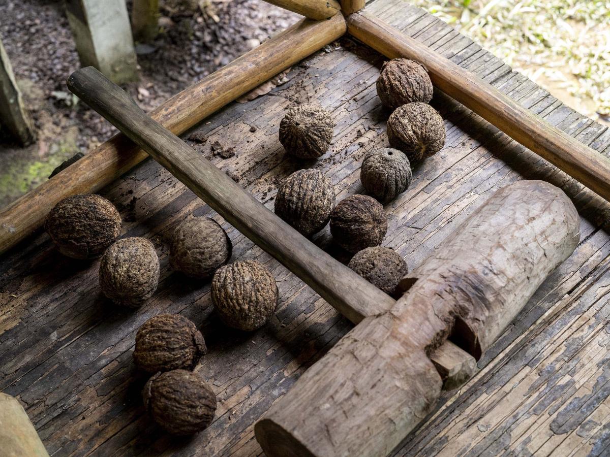 Several coconuts laying on the ground 