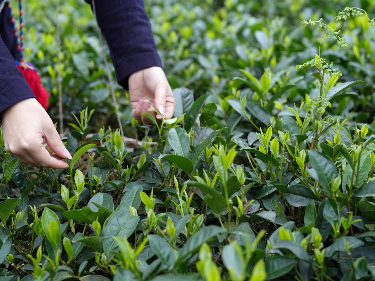 Ms. Trang picking tea leaves