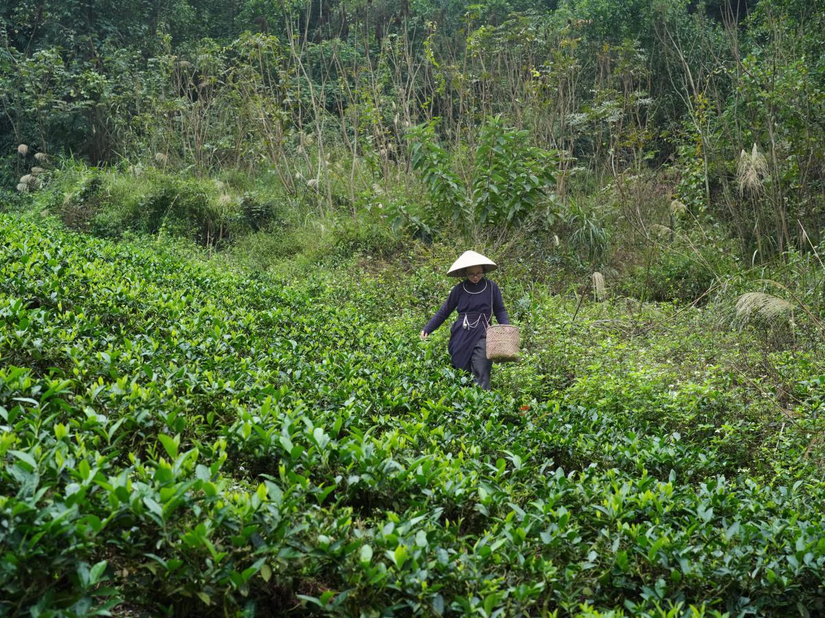 Ms. Trang inspecting tea field.