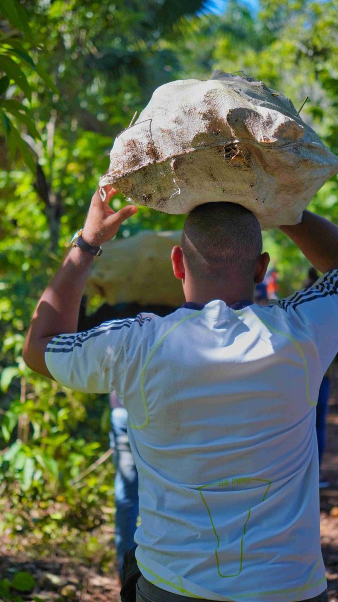 Man carries a bag with small tree cuts for planting