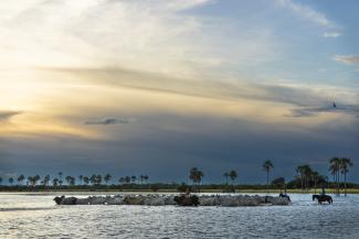 A rancher drives a group of cattle through a flooded plain.