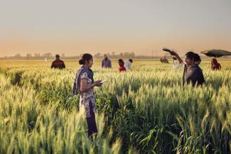 Transforming wheat research in South Asia through digital agriculture tools. Photo Daljit Singh