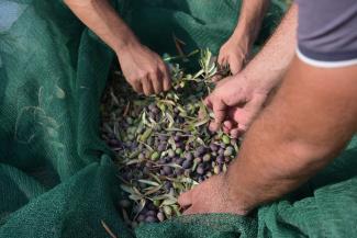 Olives are the main crop produced in the South, harvesting accounts for 40% of the total cost of olive production. 