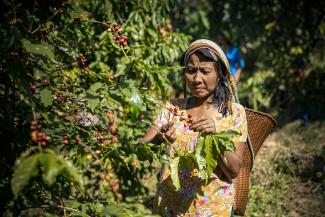 Ms. Zing Pian Mawi Bawm grows coffee in Bangladesh