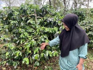 Ibu petani kopi sedang melihat buah kopi