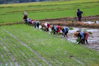 photo of farmers in burma at a rice field