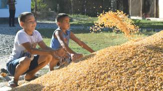 Kids enjoy playing with new maize yield that is twice as much as last year