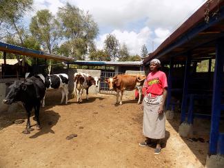 Elizabeth Wangui stands next to her cows in her newly built animal shelter.