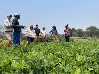 A group of people stands in a field observing a mature crop of peanuts.