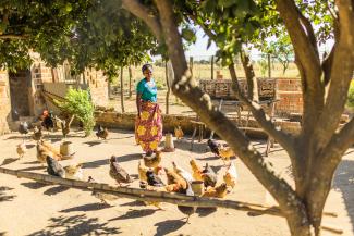 A Zambian woman walks through her flock of chickens on her rural farm