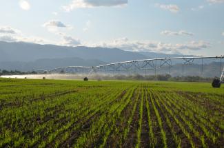 A field of crops are watered by farm machinery