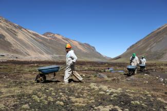 Three men carrying wheelbarrows in the wetlands