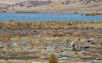 An andean duck in the wetlands