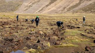 Men from Carampoma, patiently undertaking the recovery of the Carampoma wetlands