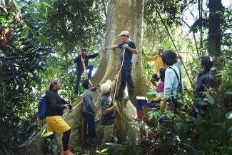 A group of people measure a large Manggis Tree