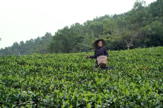 Ms. Trang inspecting tea field.