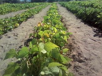 A farmer's field in Manicaland where fertility trenches have been used to grow vegetables